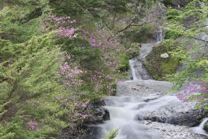 竜頭ノ滝に彩りを添えるトウゴクミツバツツジ 日光 中禅寺湖ホテル 旅籠なごみ ベストレート保証
